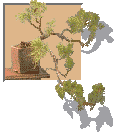 exceptional bonsai specimens