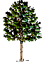 unusual trees and shrubs for your yard